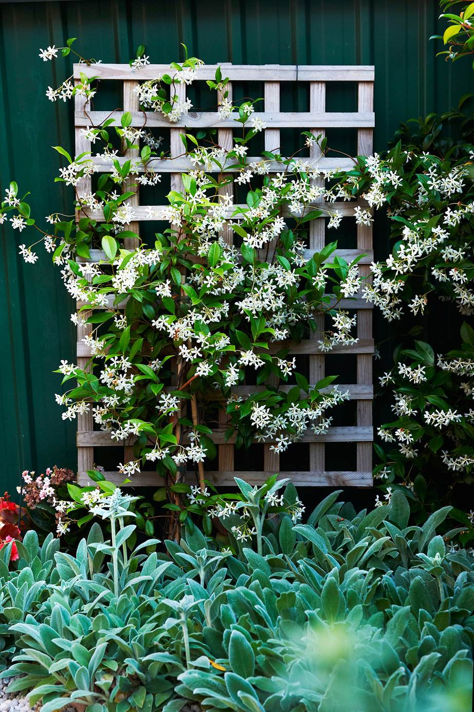 Creepers And Climbers! Image